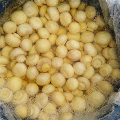 Jamur 48kg dalam Air Garam