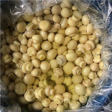 Jamur Kancing Utuh dalam air garam dalam Drum