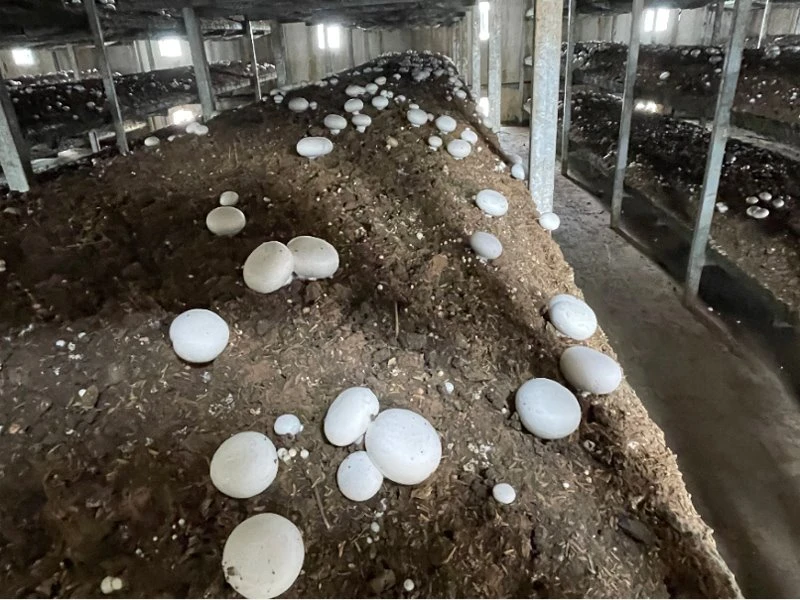 fresh white mushroom preserved in salty water
