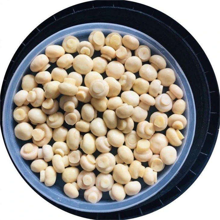 Whole white mushroom in salted water in plastic drums