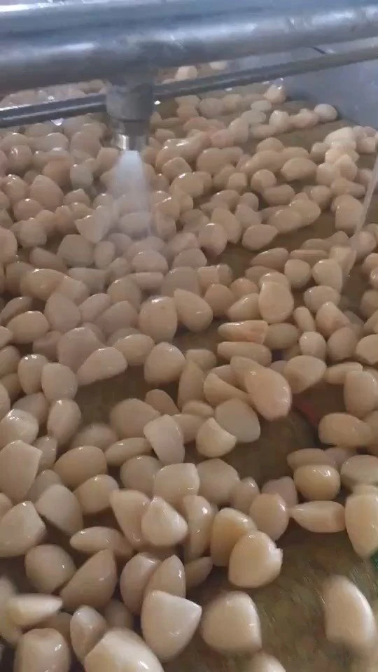 Salted marinated white garlic cloves in drums