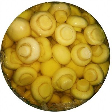 Jamur Putih Dalam Drum