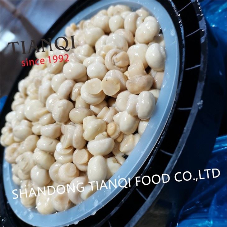 PNS mushroom in vinegar in big plastic drums
