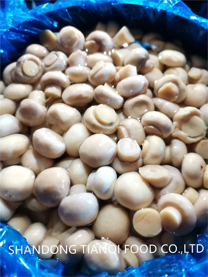 Cultivated white mushroom in plastic drums
