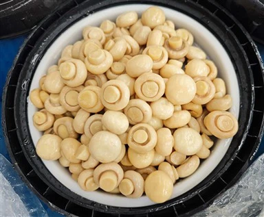 Jamur Putih dalam Air Garam dalam Drum